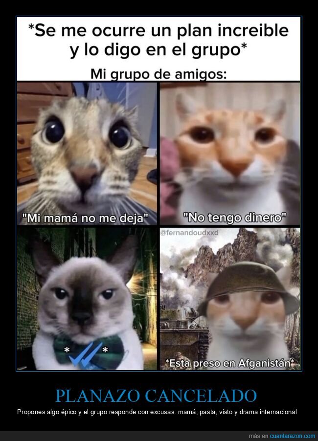 amigos,excusas,planes,chat,gatos