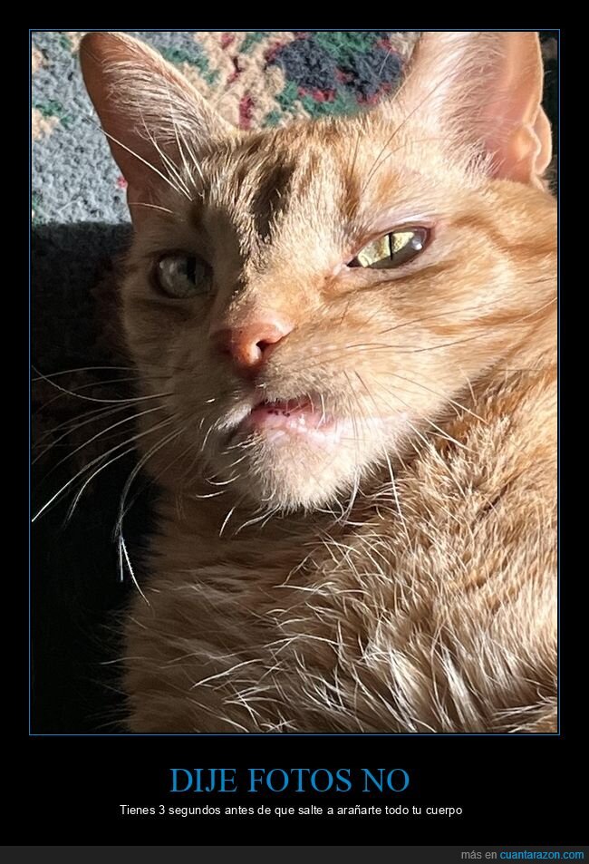 gato,paparazzi,mirada,primerplano,retrato