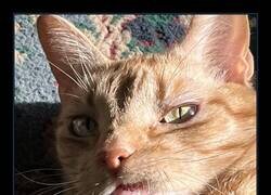 Enlace a Dije sin fotos