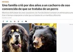 Enlace a Cariño, tu perro hiberna