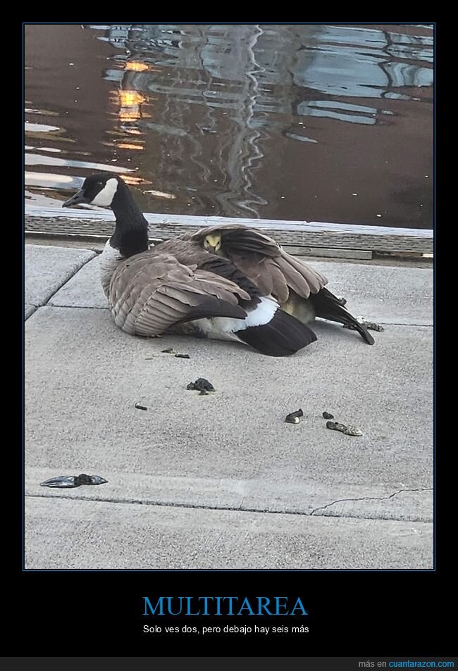 ganso,crias,proteccion,familia,multitarea