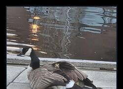 Enlace a Solo se ven 2, pero la madre tiene al menos 6 crías bajo sus alas