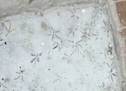 Enlace a Las palomas arruinando el pavimento