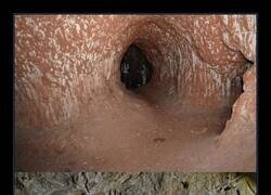 Enlace a La segunda foto muestra las marcas de las garras