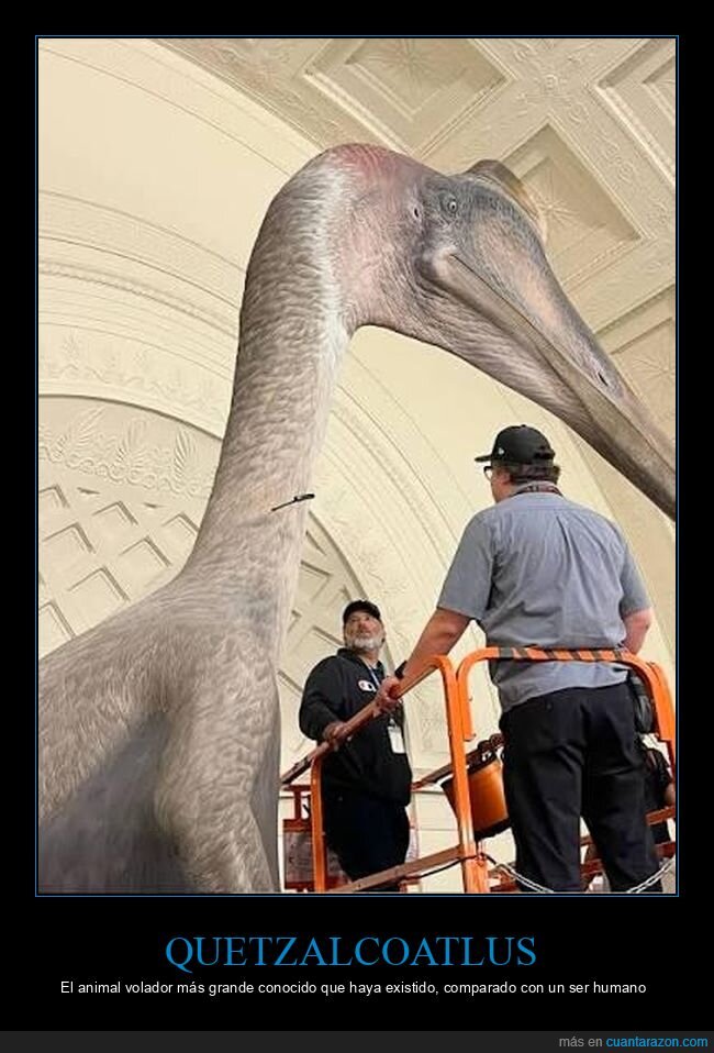 quetzalcoatlus,pterosaurio,museo,gigante,escala