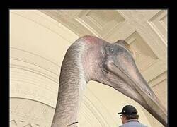 Enlace a Menudo bicho