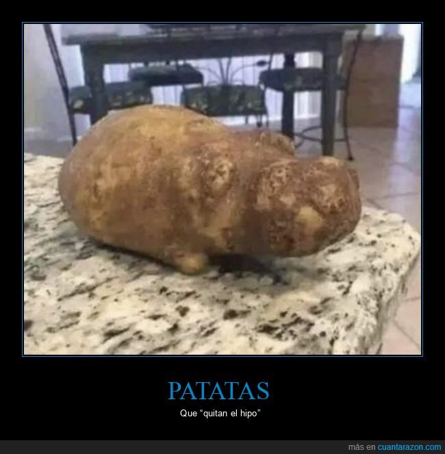 tortilla,patata,cocina,formas,mascota