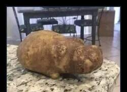 Enlace a La tortilla viene con mascota incluida