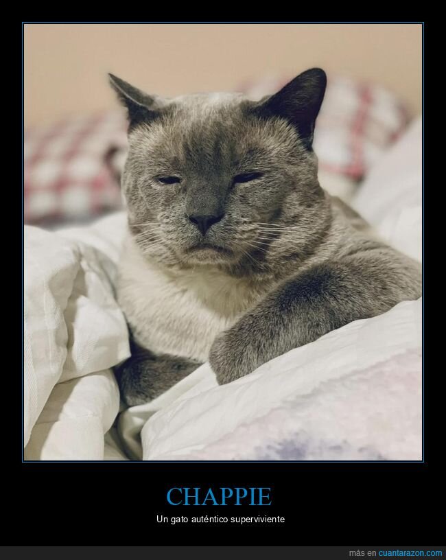 gato,Chappie,diabetes,pirata,resaca