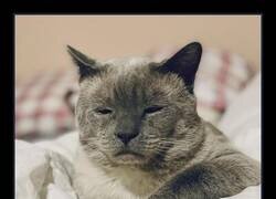 Enlace a Diabético, sin cola, un ojo. Él es Chappie