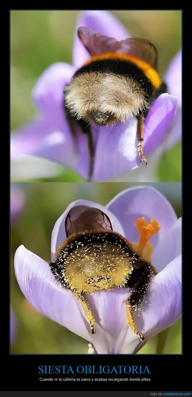 abeja,siesta,flores,energ&iacute;a,pereza