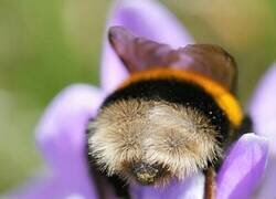 Enlace a Cuando los abejorros se quedan sin energía hacen una siesta en las flores