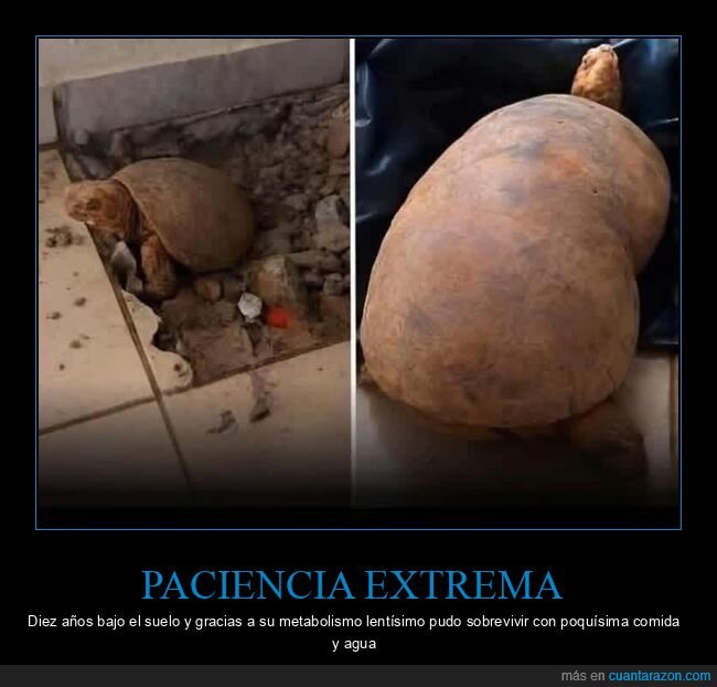 tortuga,encierro,supervivencia,reformas,metabolismo
