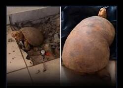 Enlace a Una tortuga en Brasil estuvo 10 años viva bajo el suelo de una casa sin que nadie lo supiera. La descubrieron durante reformas