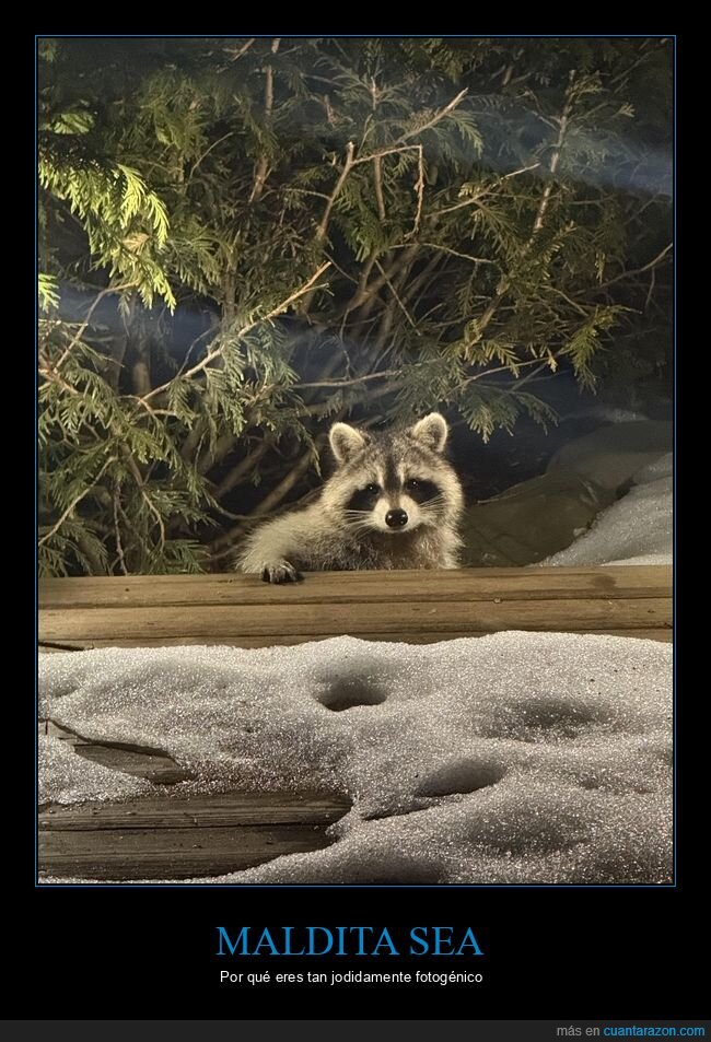 mapache,nocturno,mirada,p&iacute;caro,nieve