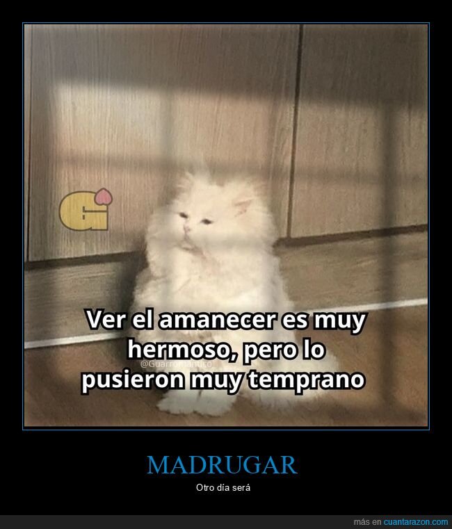 amanecer,madrugar,sue&ntilde;o,cansancio,gato