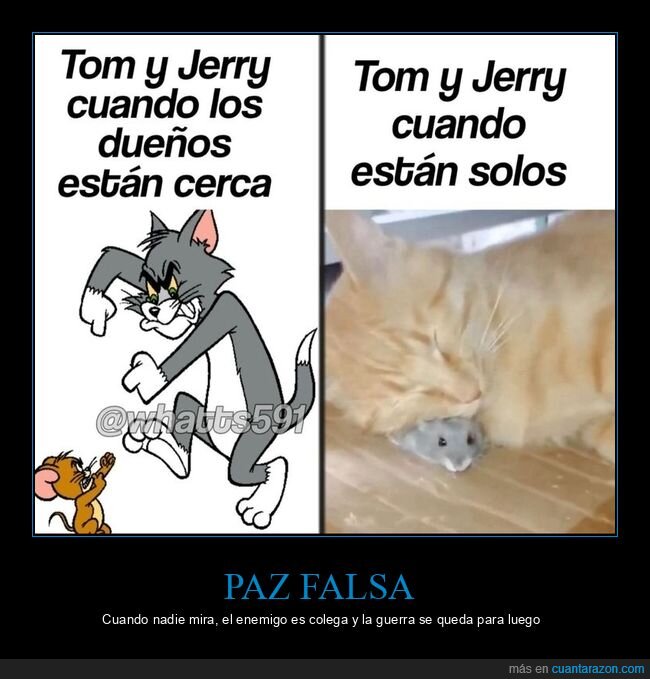 tom,jerry,gato,rat&oacute;n,hipocres&iacute;a