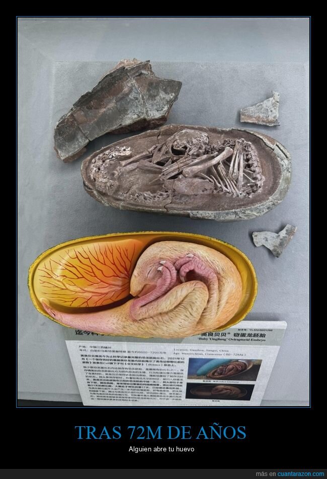 dinosaurio,huevo,f&oacute;sil,embri&oacute;n,China