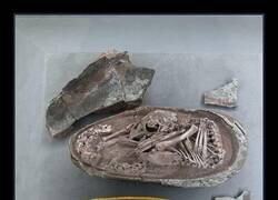 Enlace a En China se encontró un huevo de dinosaurio de 72 millones de años con un embrión intacto en su interior. El de colores que aparece abajo es una representación