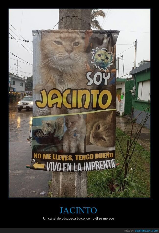 Jacinto,gato,cartel,imprenta,amor