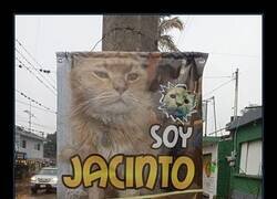 Enlace a Se busca a Jacinto