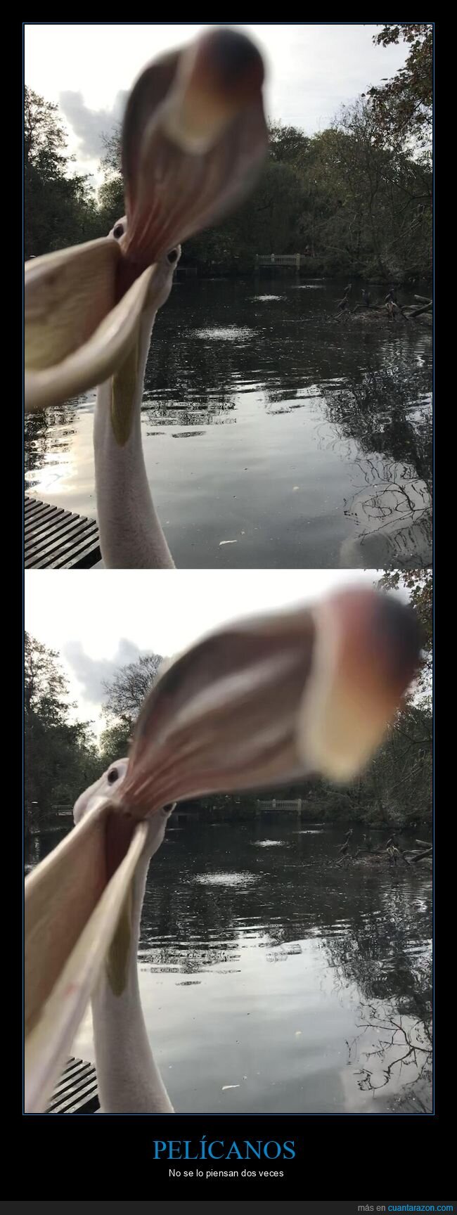 pel&iacute;cano,ataque,picotazo,playa,supervivencia