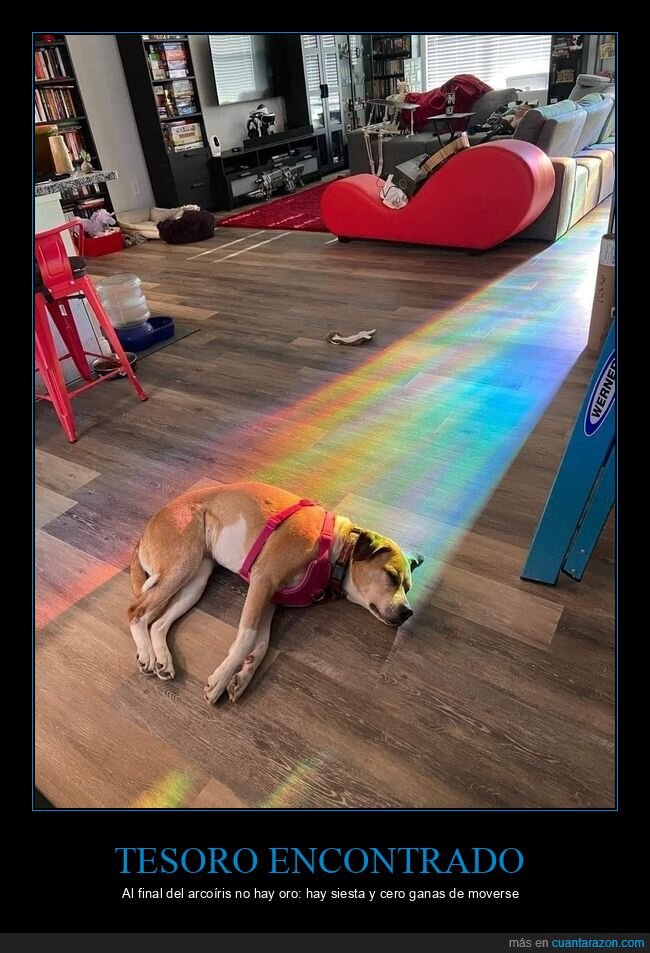 arcoiris,perro,siesta,tesoro,luz