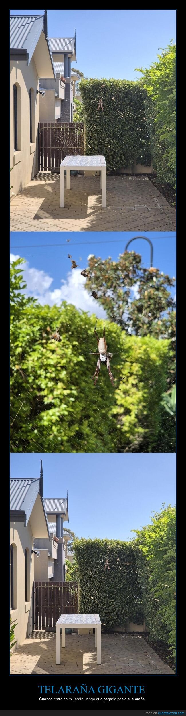 telara&ntilde;a,jard&iacute;n,ara&ntilde;a,mosquitos,trampa