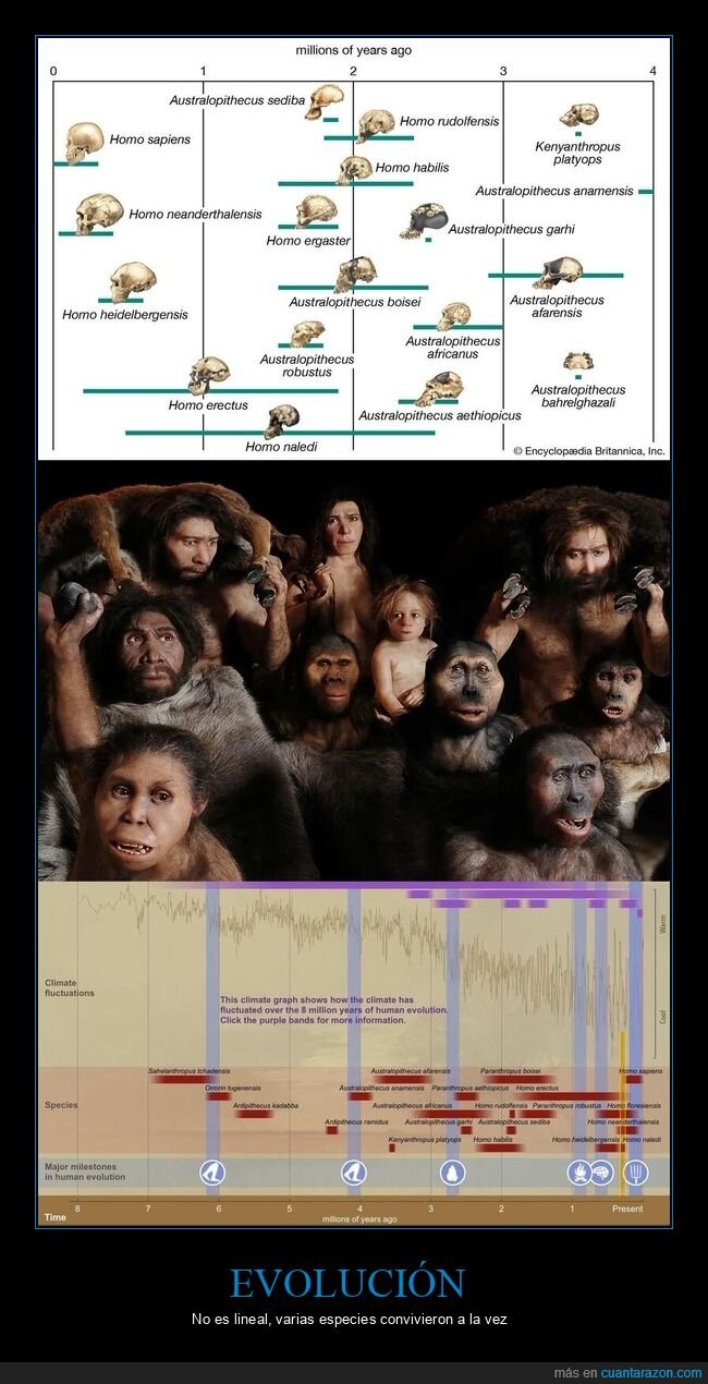 evoluci&oacute;n,homininos,taxonom&iacute;a,prehistoria,diversidad