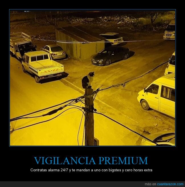 gato,vigilancia,cables,noche,barrio