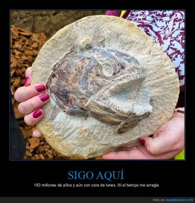 f&oacute;sil,pez,prehistoria,geolog&iacute;a,paleontolog&iacute;a