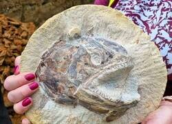 Enlace a Un fósil de pez prehistórico de 183 millones de años parece saltar fuera de la roca.
