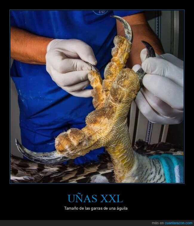 &aacute;guila,garras,manicura,tama&ntilde;o,dominancia