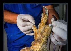 Enlace a Manicura para la águila