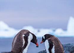Enlace a Algunas especies de pingüinos “enamorados” regalan piedritas a la hembra. Si la acepta y la pone en el nido, formarán una pareja