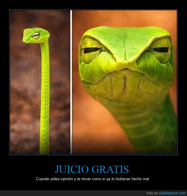 serpiente,mirada,juicio,desprecio,reptil