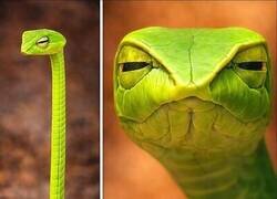 Enlace a Éste es el reptil más crítico y prejuicioso que conozco