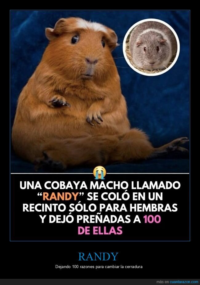 cobaya,randy,embarazo,recinto,travesura