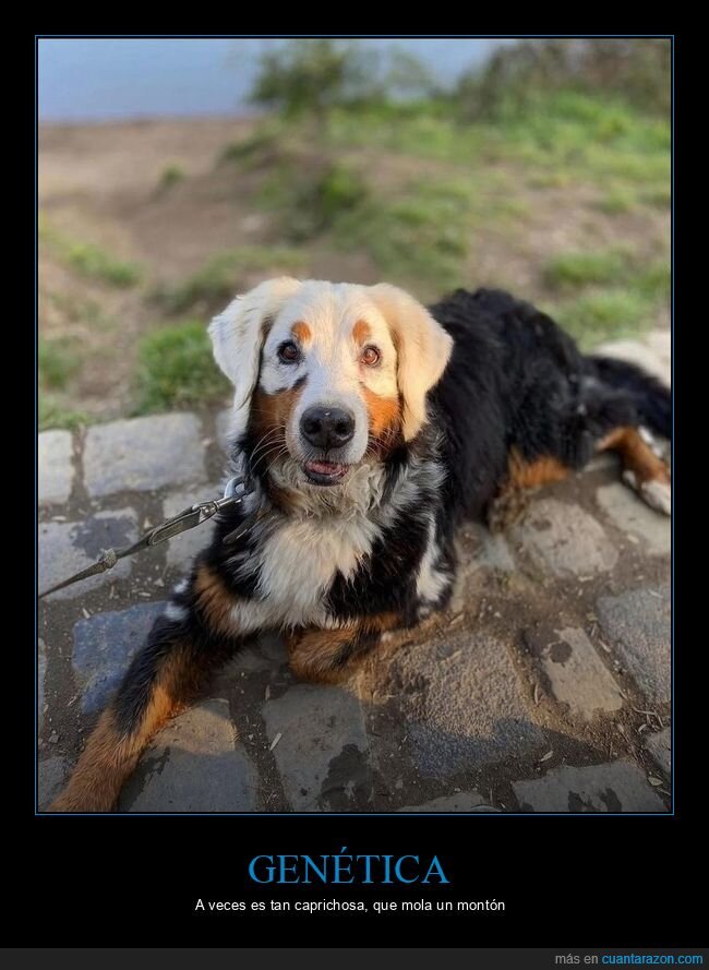 perro,paseo,correa,mascota,diversidad