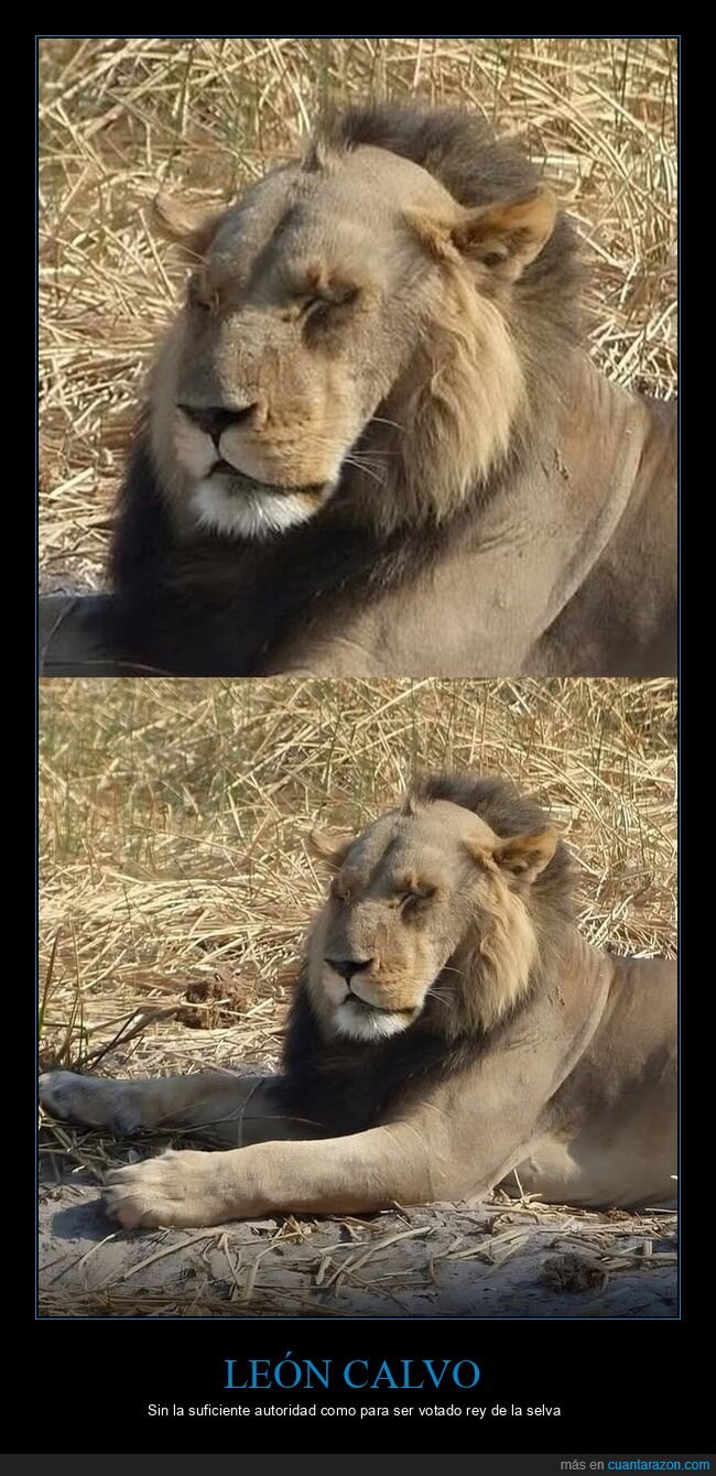 leon,calvicie,sabana,naturaleza,fotografia