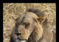 Enlace a Las hienas se deben reír en su cara