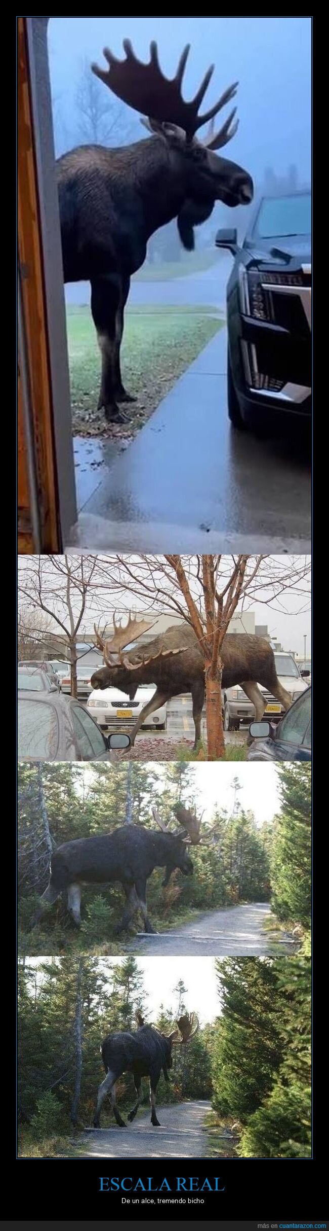 alce,escala,gigante,comparaci&oacute;n,naturaleza