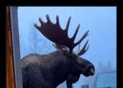 Enlace a Yo pensaba que era grande… hasta que llegó el alce