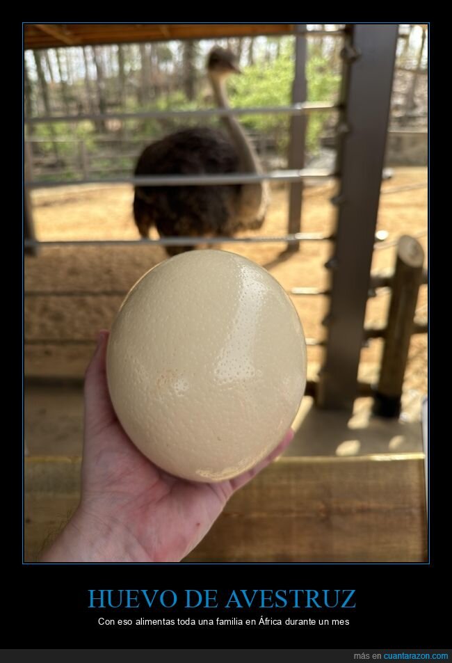 avestruz,huevo,granja,zoo,gigante