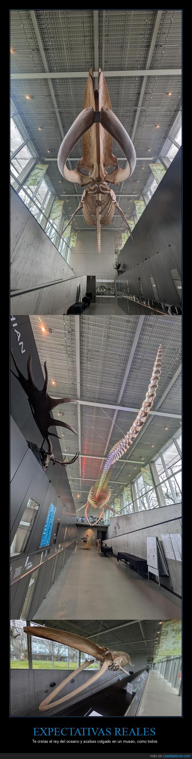 ballena,esqueleto,museo,Vancouver,gigante