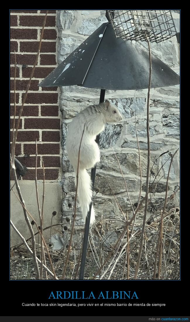 ardilla,albina,blanco,rareza,naturaleza