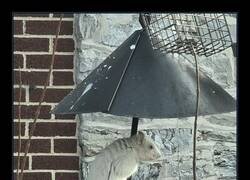 Enlace a Me ha salido una skin legendaria y sigo viviendo aquí