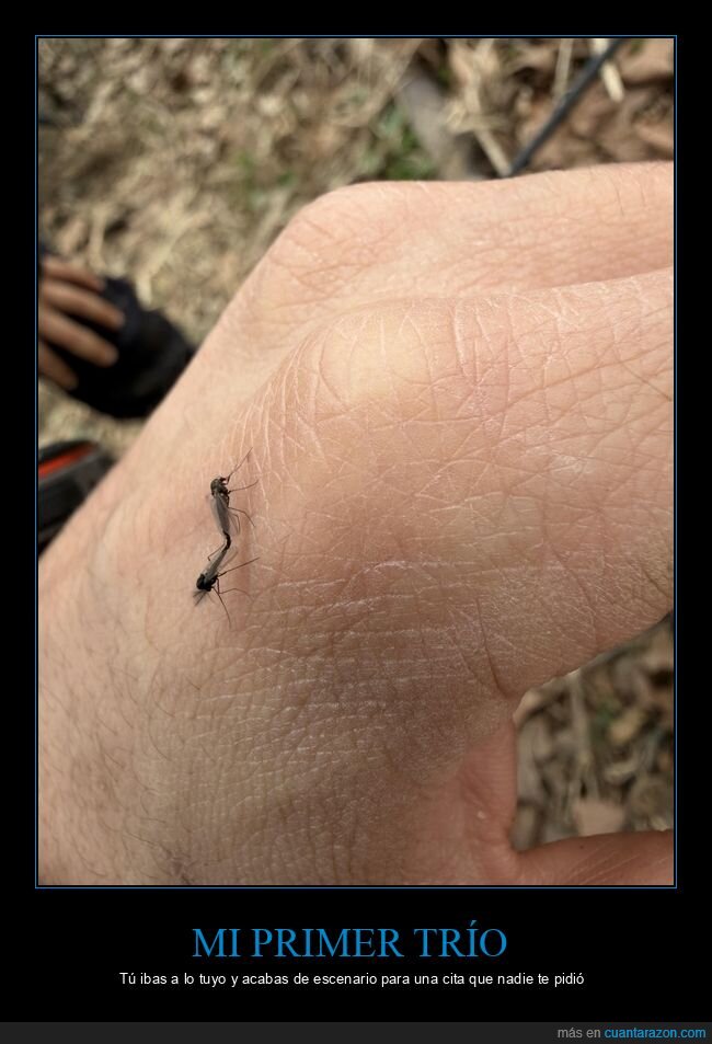 mosquitos,trio,mano,naturaleza,verano