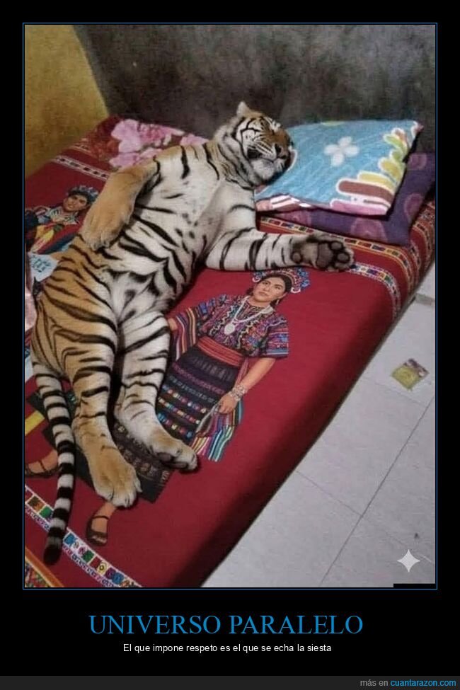 tigre,siesta,cama,universo,contraste