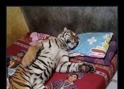 Enlace a En mi universo opuesto, yo también me pego siesta así un lunes